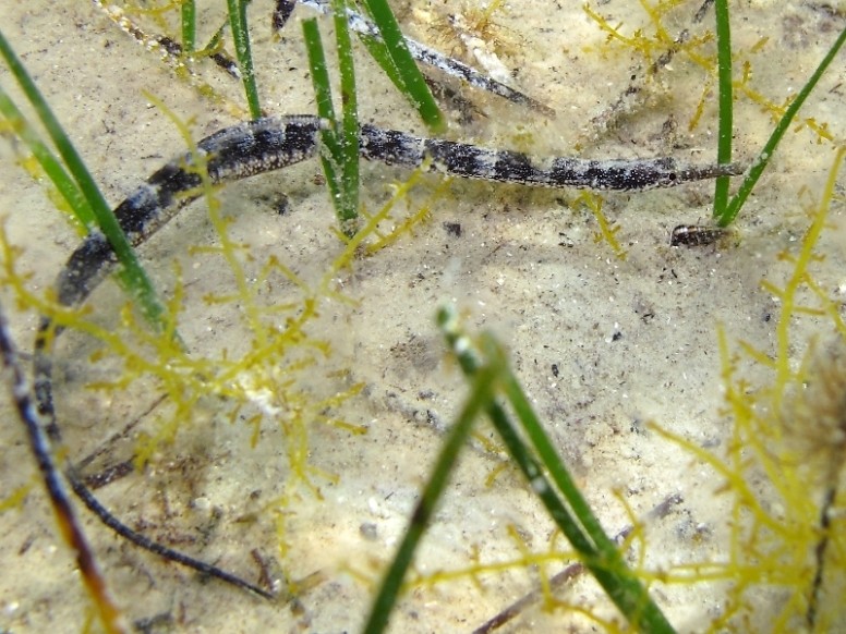 Syngnathus abaster
